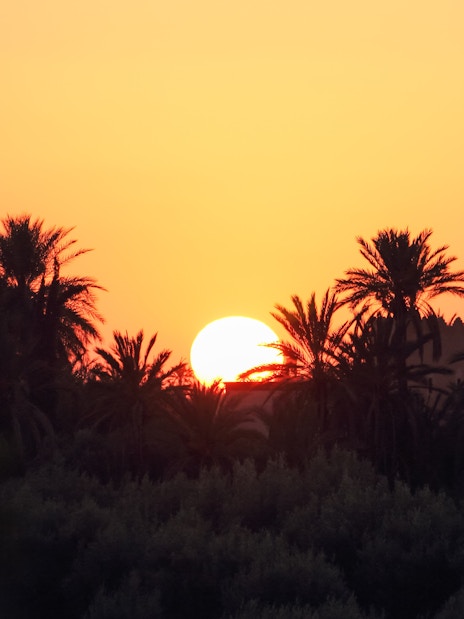 Palmeraie sunset with silhouetted palm trees against an orange sky.