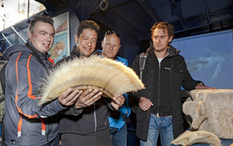 Visitors examining whale baleen at Reykjavik Classic Whales Visitor Centre exhibit.