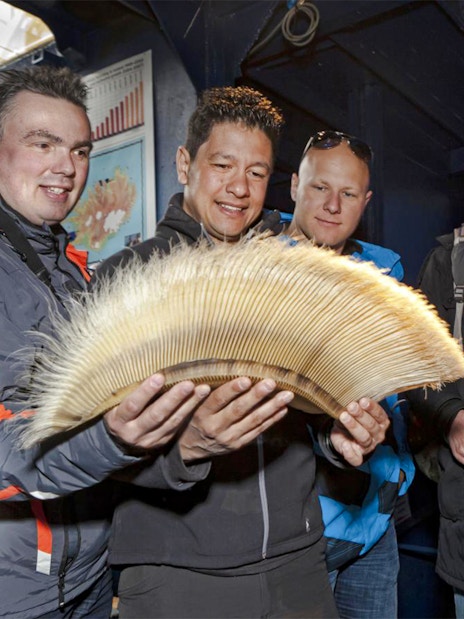 Visitors examining whale baleen at Reykjavik Classic Whales Visitor Centre exhibit.