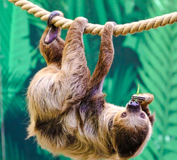 Linne's two-toed sloth hanging from a tree branch at Edinburgh Zoo.