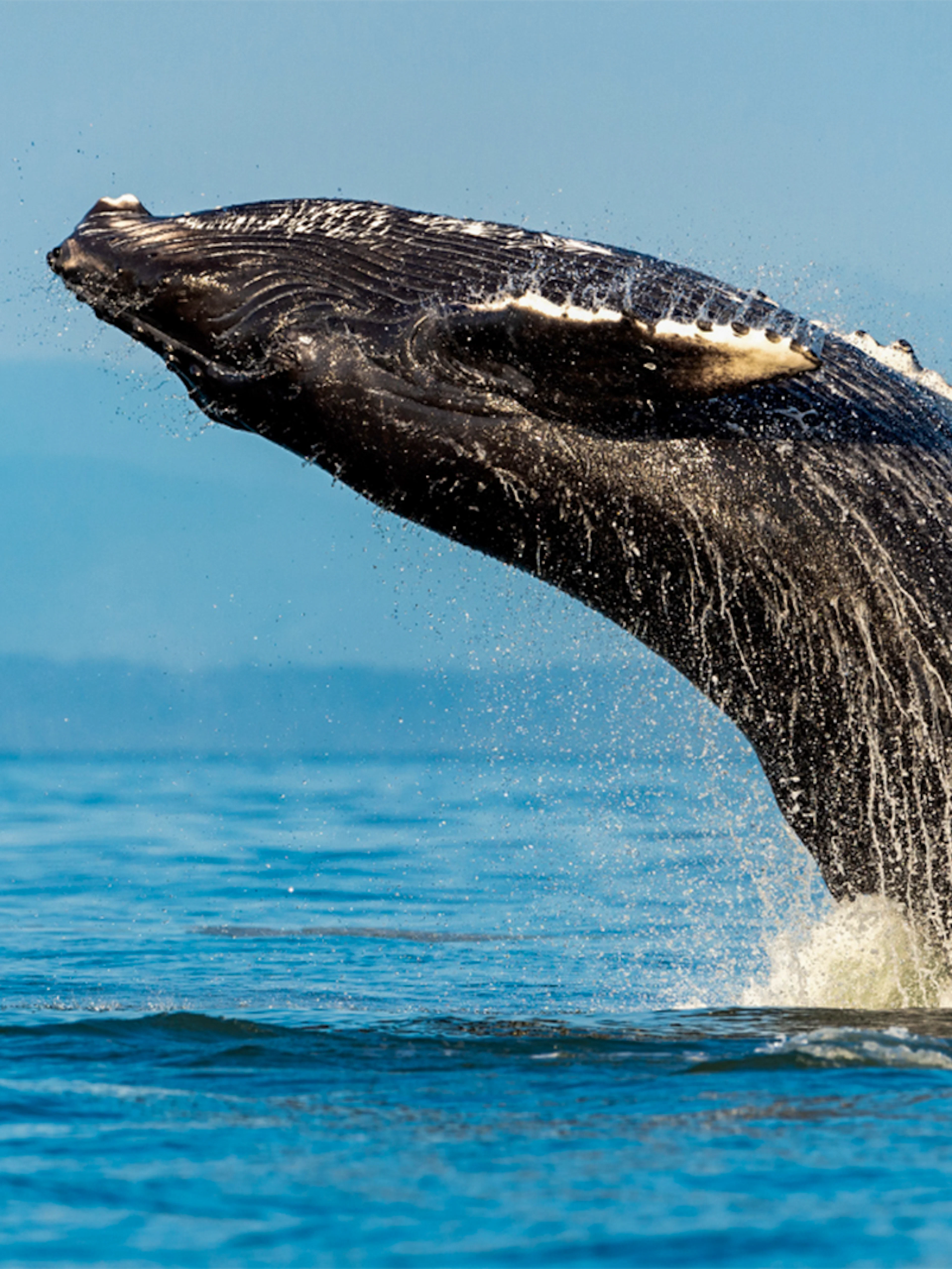 Humpback whale breaching during Sydney Whale Watching Adventure Cruise.