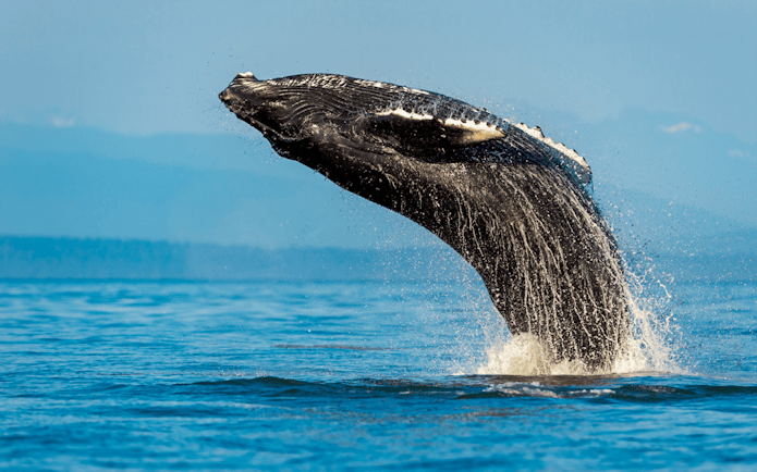 Humpback whale breaching during Sydney Whale Watching Adventure Cruise.