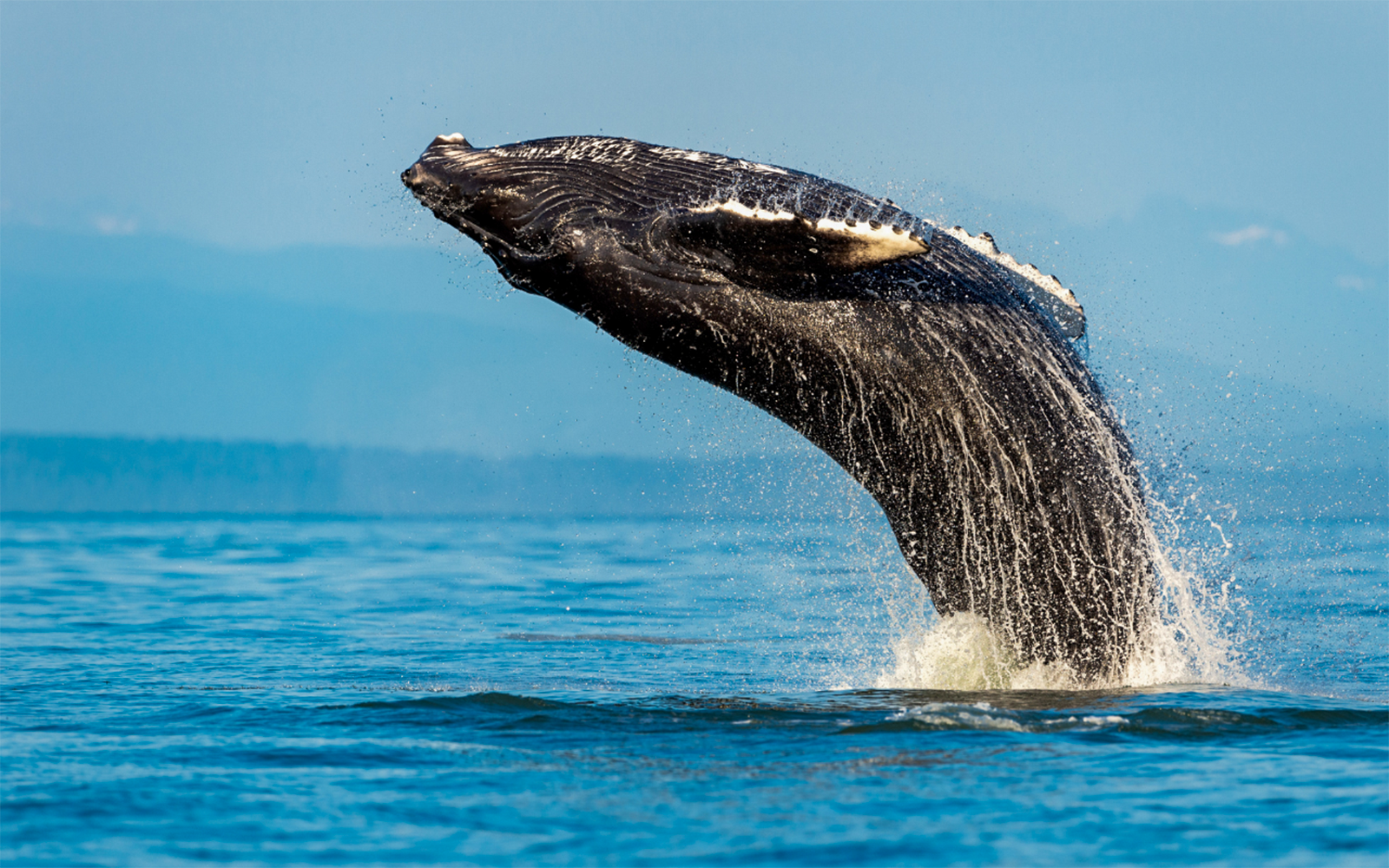Humpback whale breaching during Sydney Whale Watching Adventure Cruise.