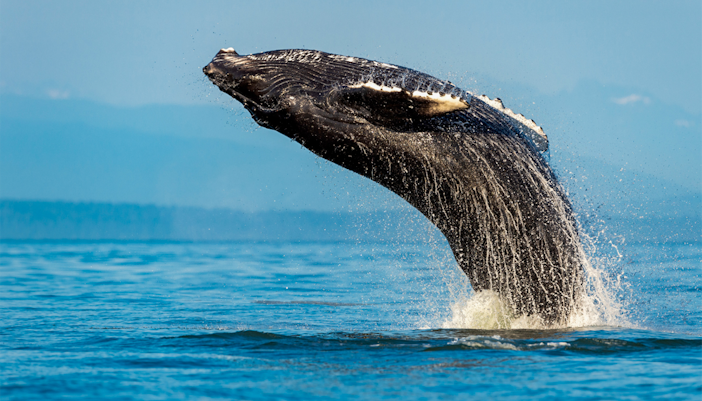 Humpback whale breaching during Sydney Whale Watching Adventure Cruise.