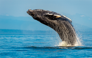 Observación de ballenas en Sídney