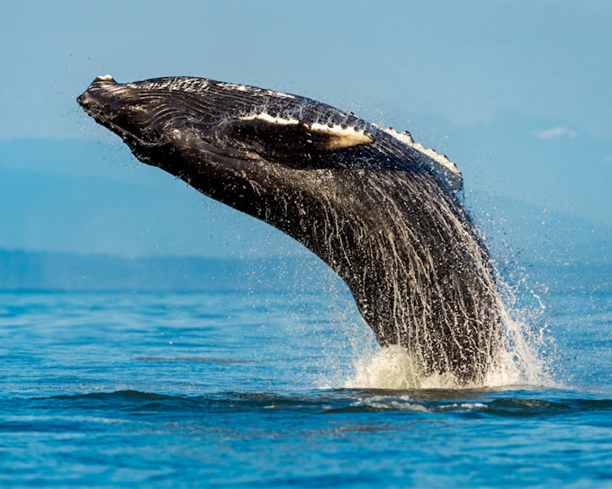 Sydney Whale Watching Cruise with Marine Biologist Commentary