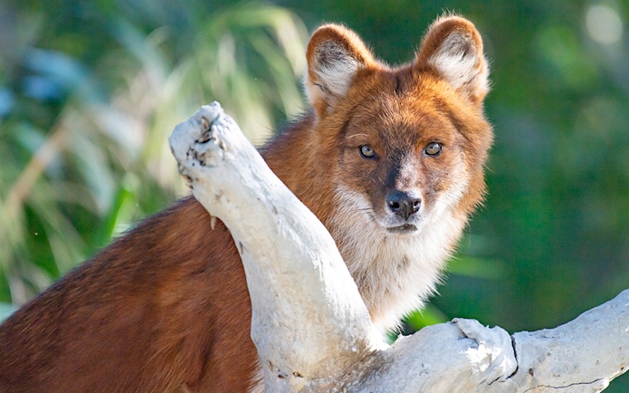 Dhole standing behind a branch at Zoo Miami.