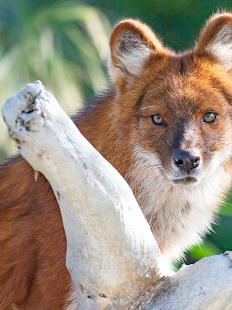 Dhole standing behind a branch at Zoo Miami.