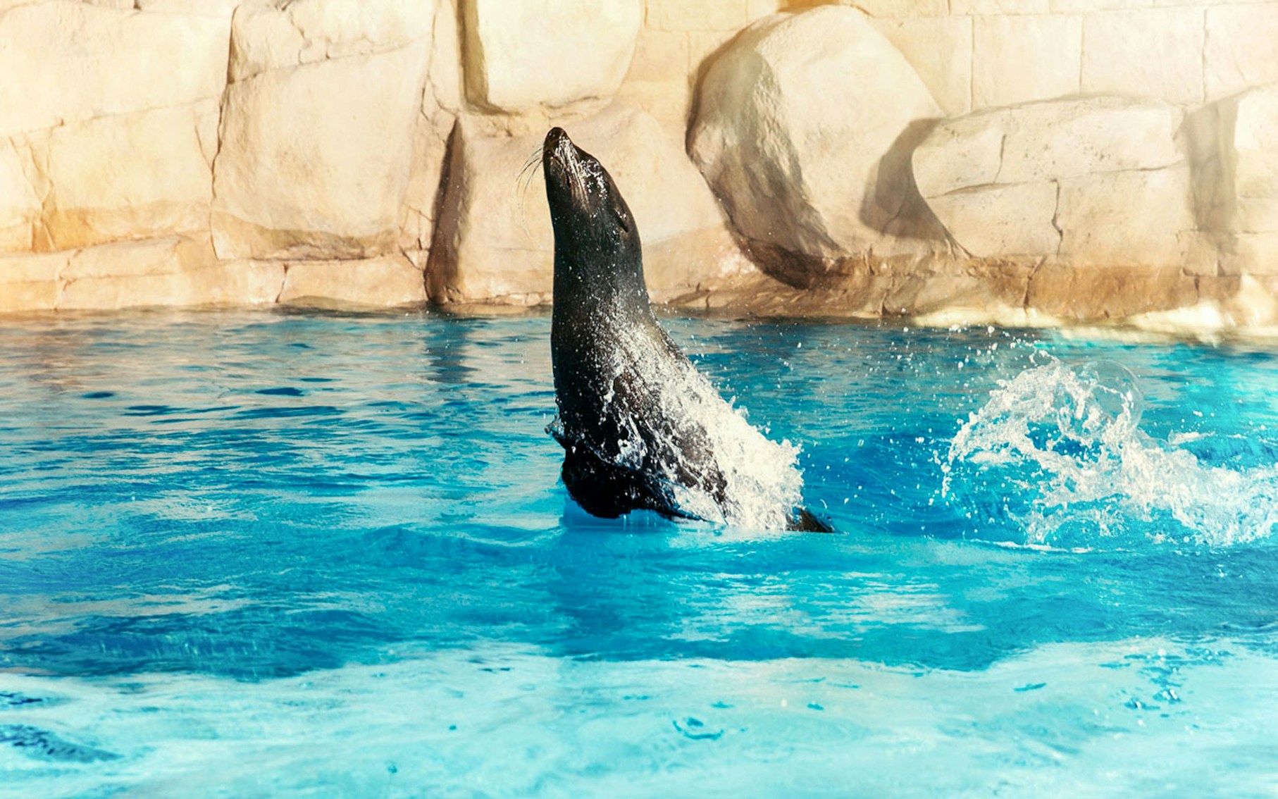 Sea lion swimming at Atlantis, Dubai.
