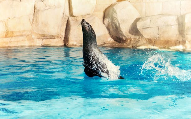 Sea lion swimming at Atlantis, Dubai.