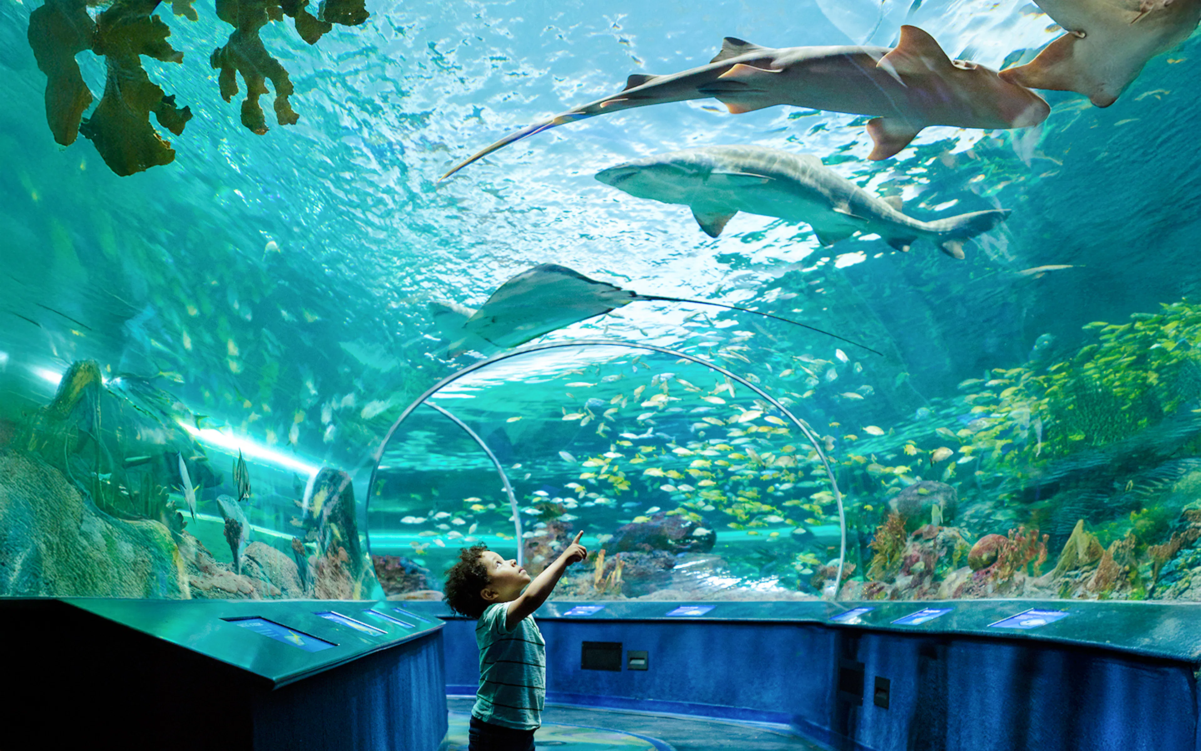 Boy exploring underwater tunnel at aquarium with sharks and fish overhead.