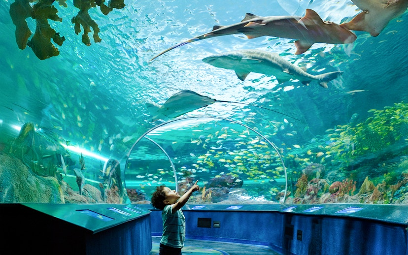 Boy exploring underwater tunnel at aquarium with sharks and fish overhead.