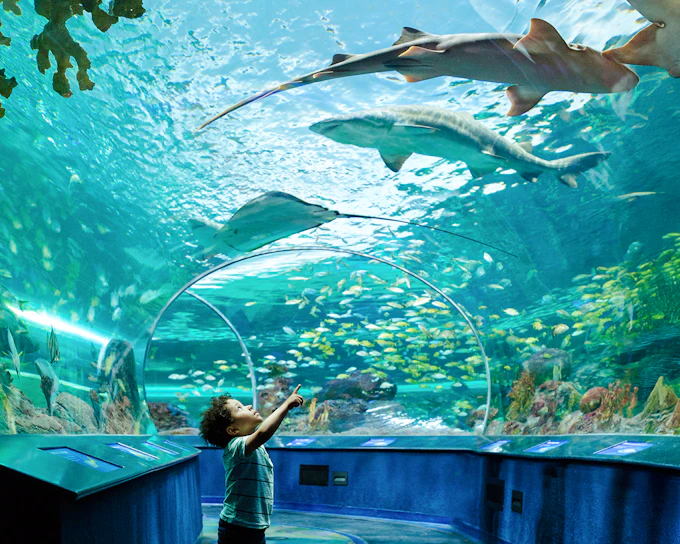 SeaWorld Orlando 4-Park Combo Tickets with 14-Day Unlimited Visits