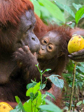 Orangutan mother and baby with fruit at Bukit Merah Orang Utan Island.