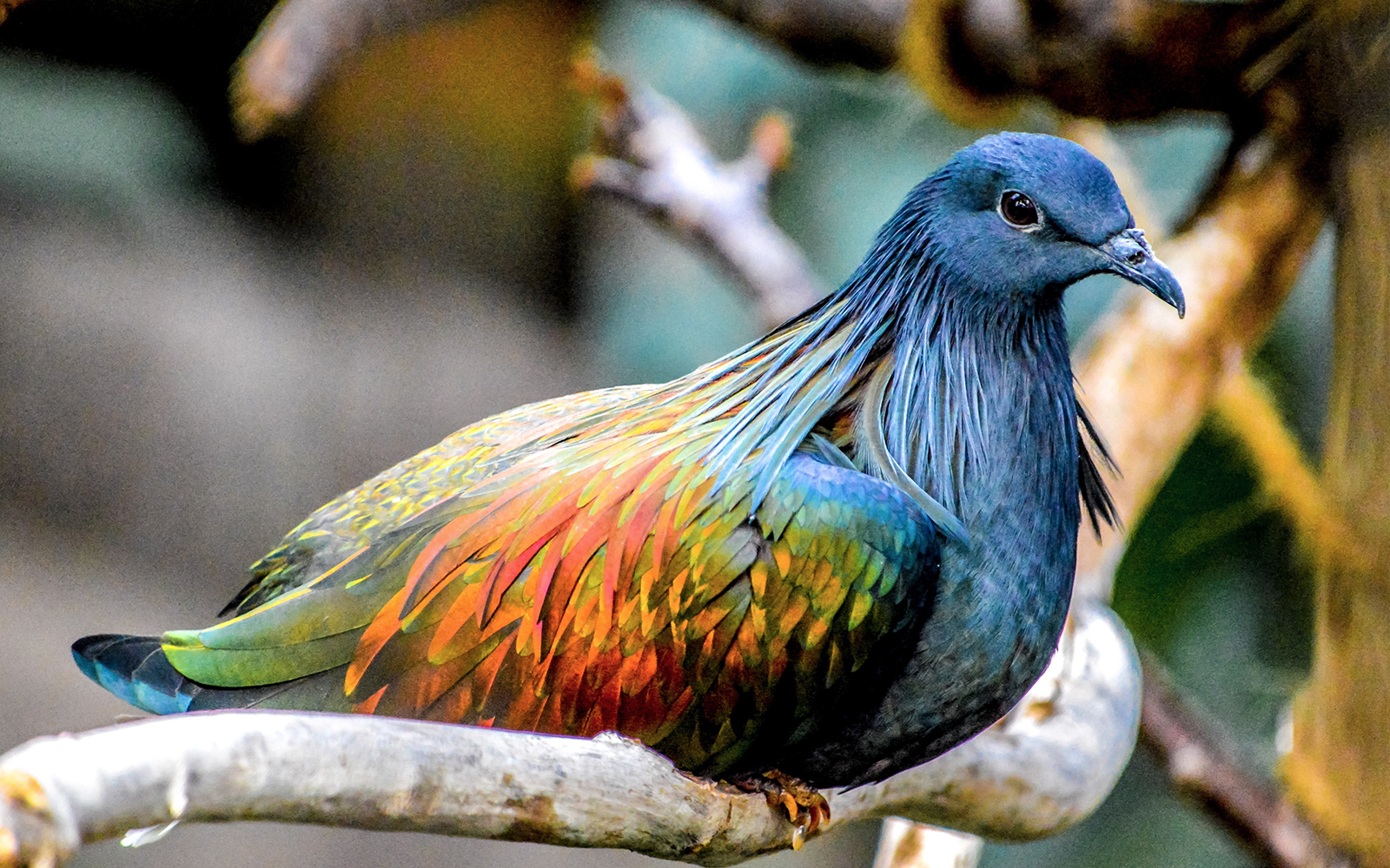 Nicobar pigeon perched on a branch in its natural habitat.