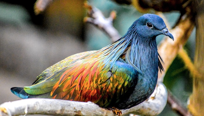 Nicobar pigeon perched on a branch in its natural habitat.
