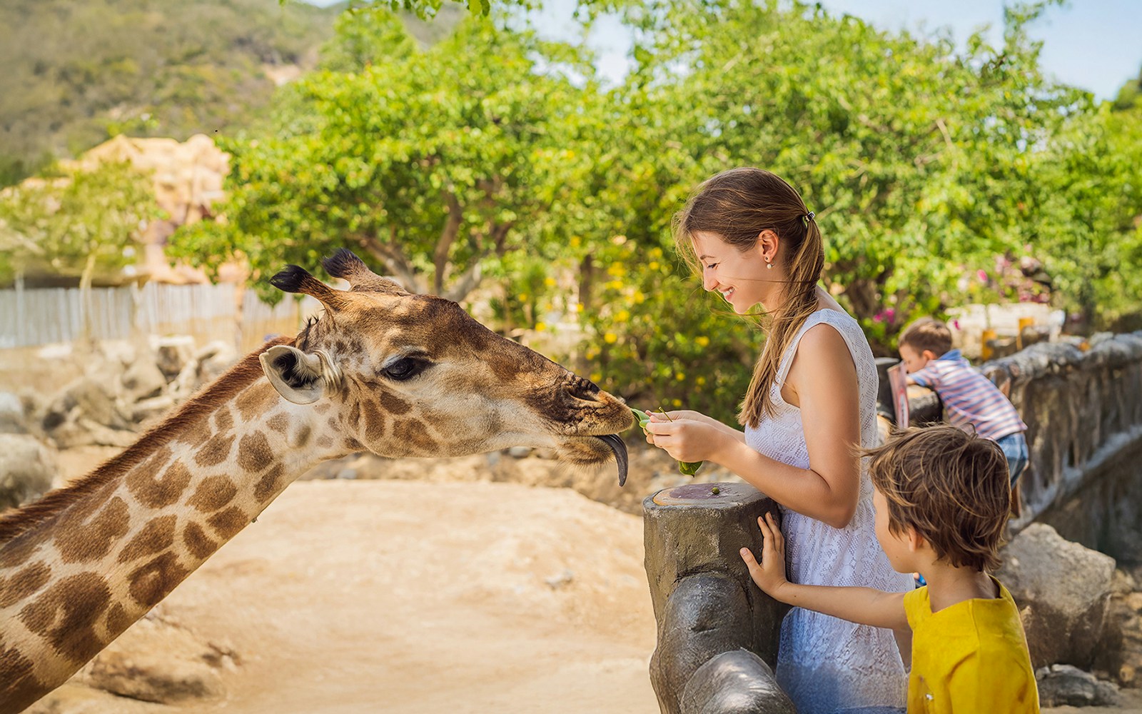 Woman feeding giraffe at zoo with children watching nearby.