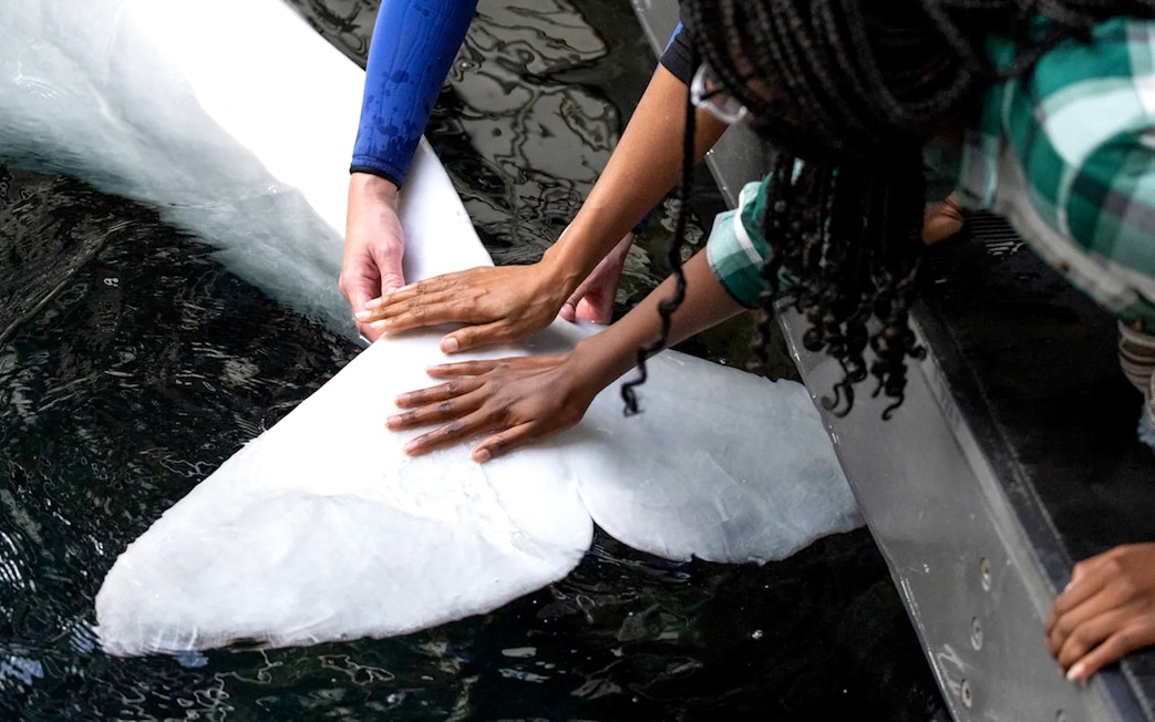 Hands touching a beluga whale at Georgia Aquarium.