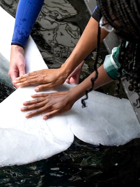Hands touching a beluga whale at Georgia Aquarium.