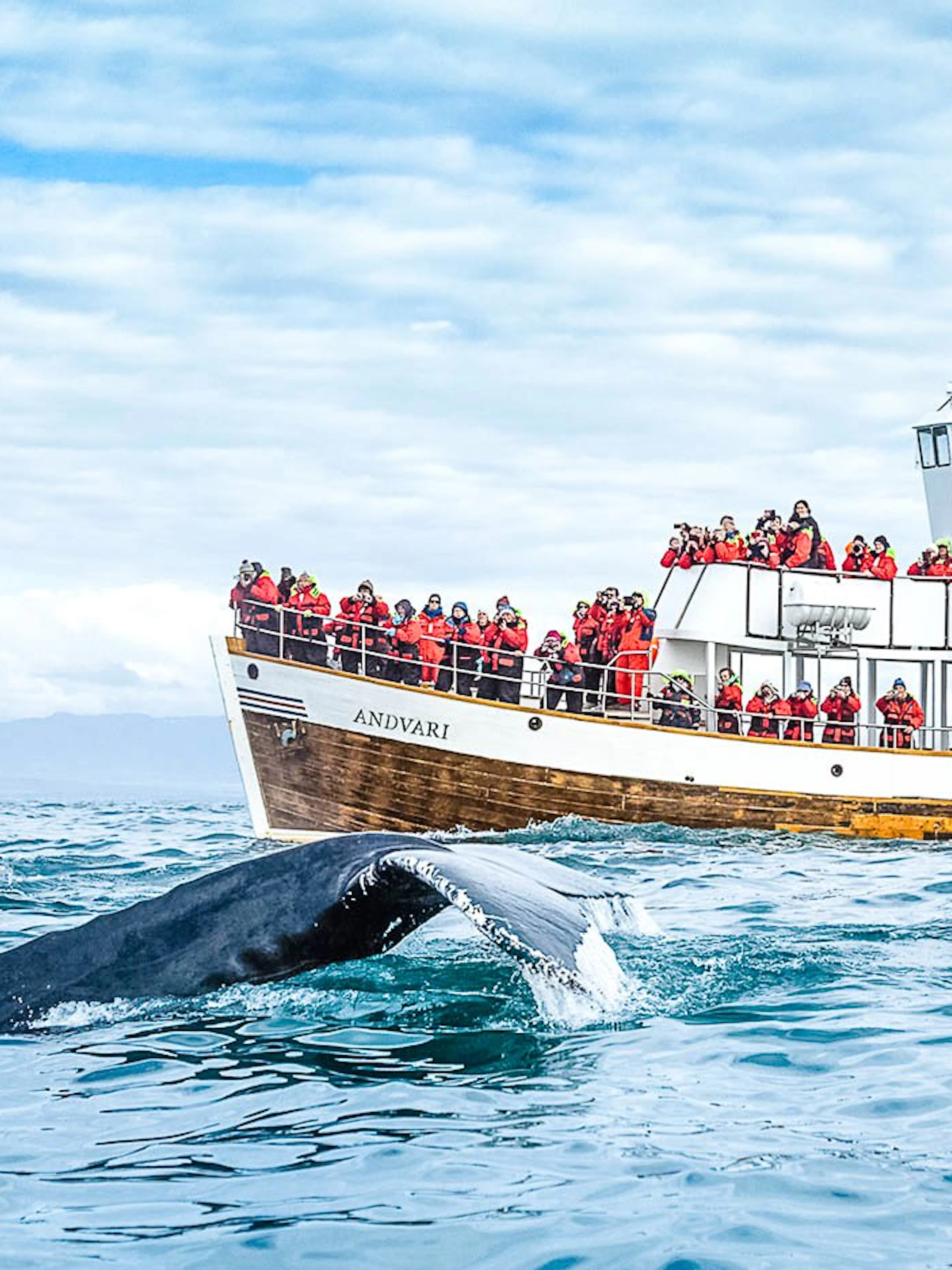 Guests observing whale from Silent boat in Husavik, Iceland.