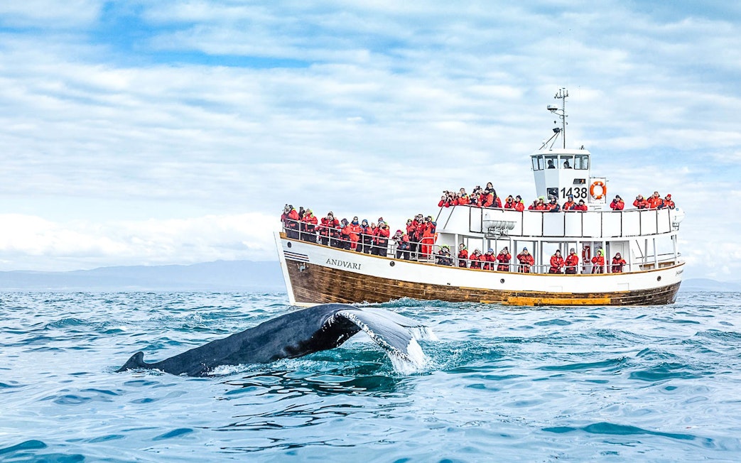 Guests observing whale from Silent boat in Husavik, Iceland.