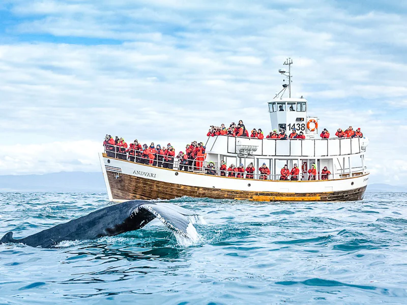 Husavik Silent Whale Watching Tour On A Carbon Neutral Oak Boat - Reykjavík