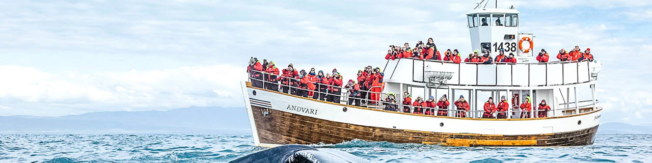 Husavik: Silent Whale Watching Tour on Carbon Neutral Oak Boat