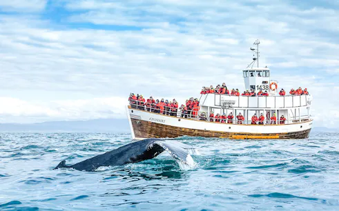 Guests observing whale from Silent boat in Husavik, Iceland.