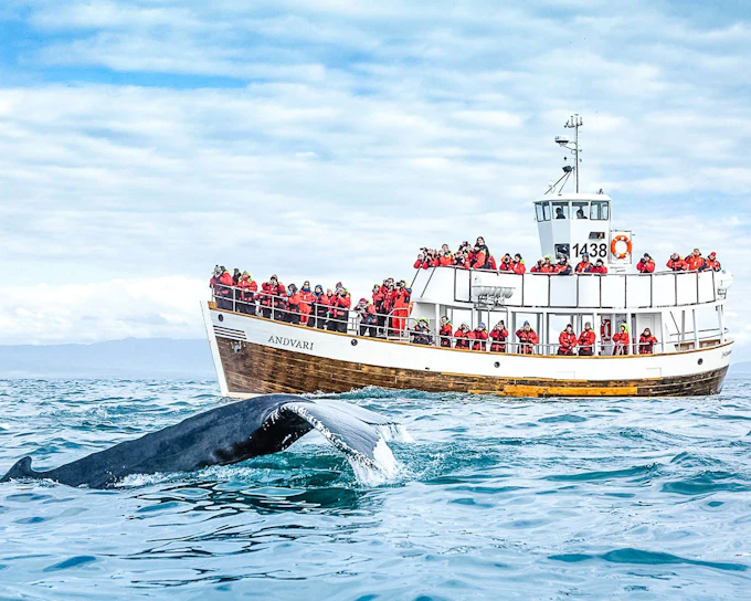 Husavik: Silent Whale Watching Tour on Carbon Neutral Oak Boat