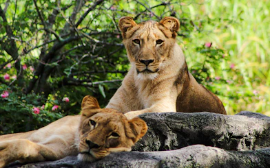 Lionesses resting on rocks at Busch Gardens, Tampa Bay.