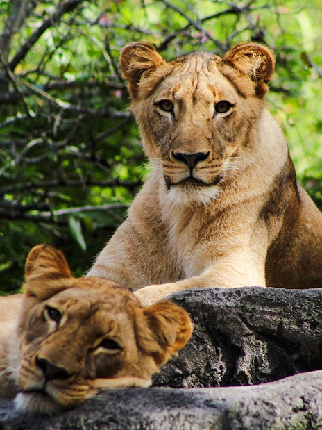 Lionesses resting on rocks at Busch Gardens, Tampa Bay.