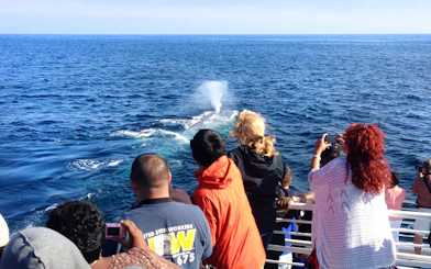 Tourists watching a whale spout water during a Los Angeles whale watching tour.