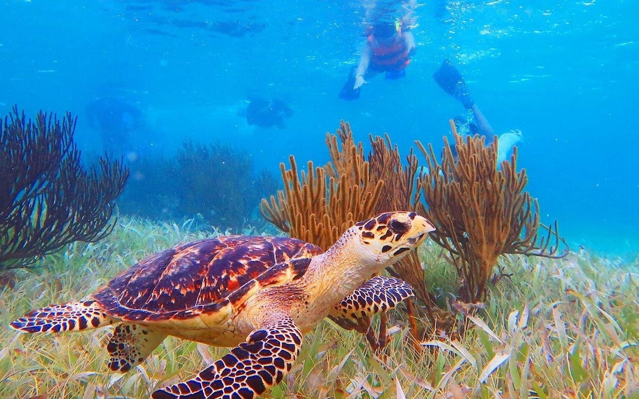 3 hidden cenotes and puerto morelos reef guided snorkeling tour-3
