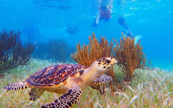3 gizli cenote ve puerto morelos resifi rehberli şnorkel turu-3