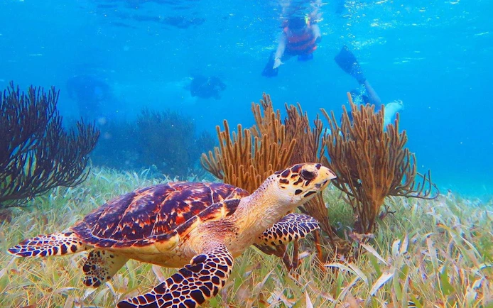 3 Hidden Cenotes and Puerto Morelos Reef Guided Snorkeling Tour