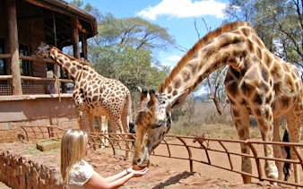 Woman feeding giraffe at Giraffe Centre, Nairobi.