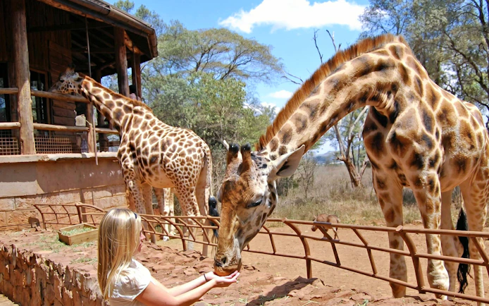 Woman feeding giraffe at Giraffe Centre, Nairobi.