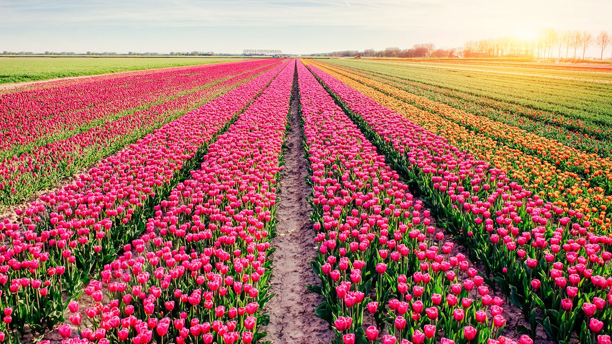 Keukenhof Events