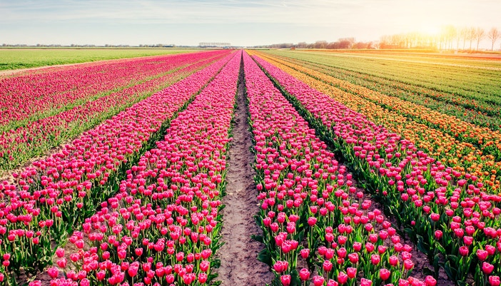 Tulip fields in Amsterdam at sunrise, showcasing vibrant rows of pink and orange flowers.