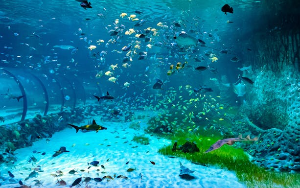 Underwater view of diverse marine life at the National Aquarium Abu Dhabi.