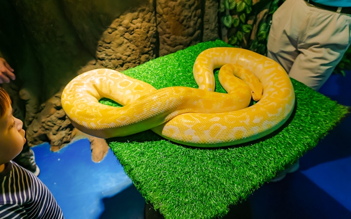 Yellow python on display at Jakarta Aquarium Safari.
