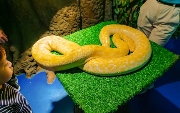 Yellow python on display at Jakarta Aquarium Safari.