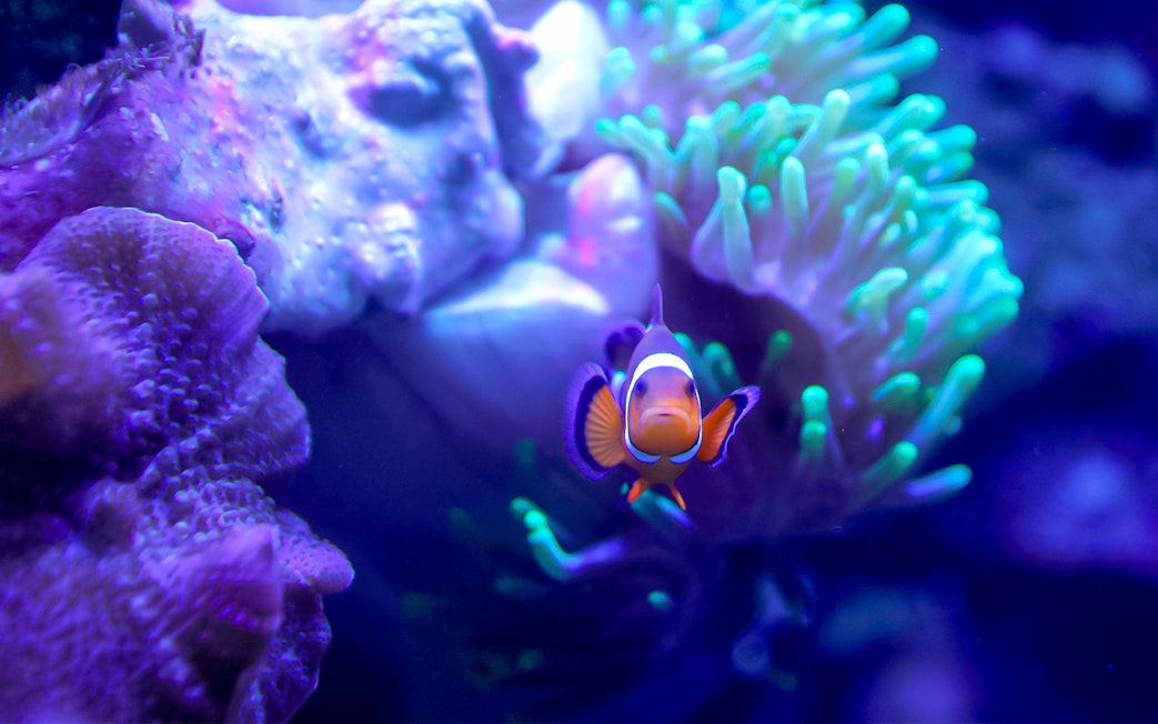 Clownfish swimming near coral in reef tank at Edinburgh Zoo.