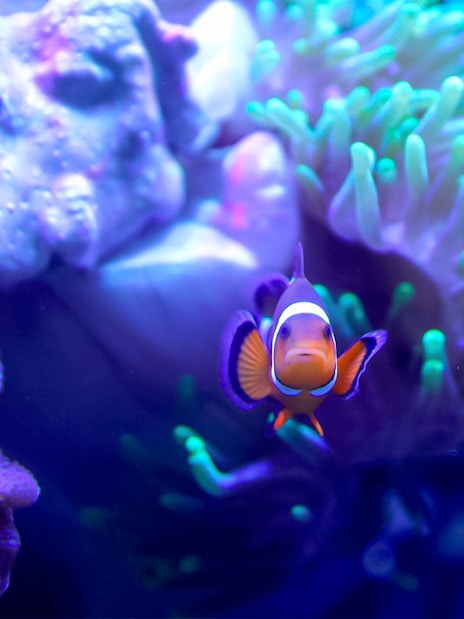 Clownfish swimming near coral in reef tank at Edinburgh Zoo.