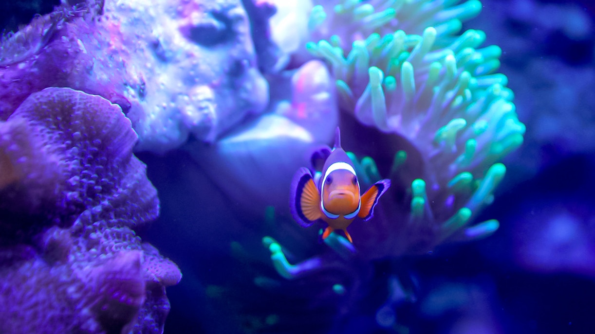 Clownfish swimming near coral in reef tank at Edinburgh Zoo.