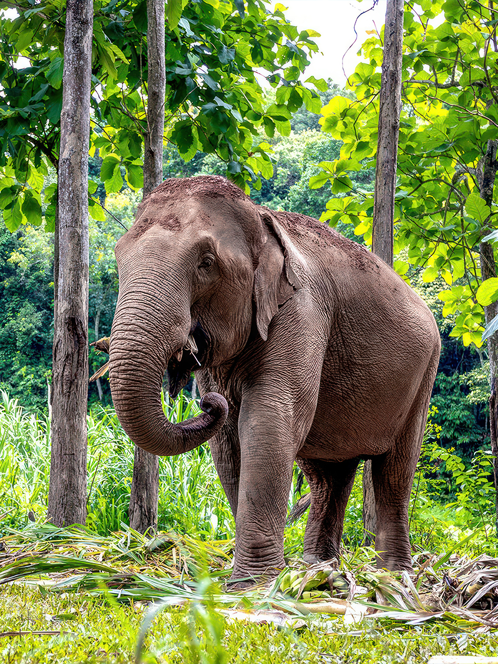 Elephant Jungle Sanctuary, Pattaya