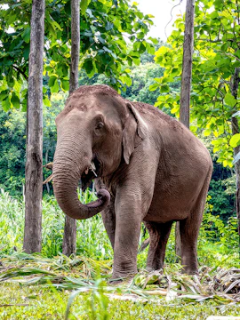 Elephant in lush greenery at Elephant Jungle Sanctuary, Pattaya.