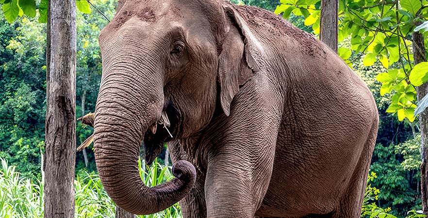 Santuário de elefantes na selva, Pattaya