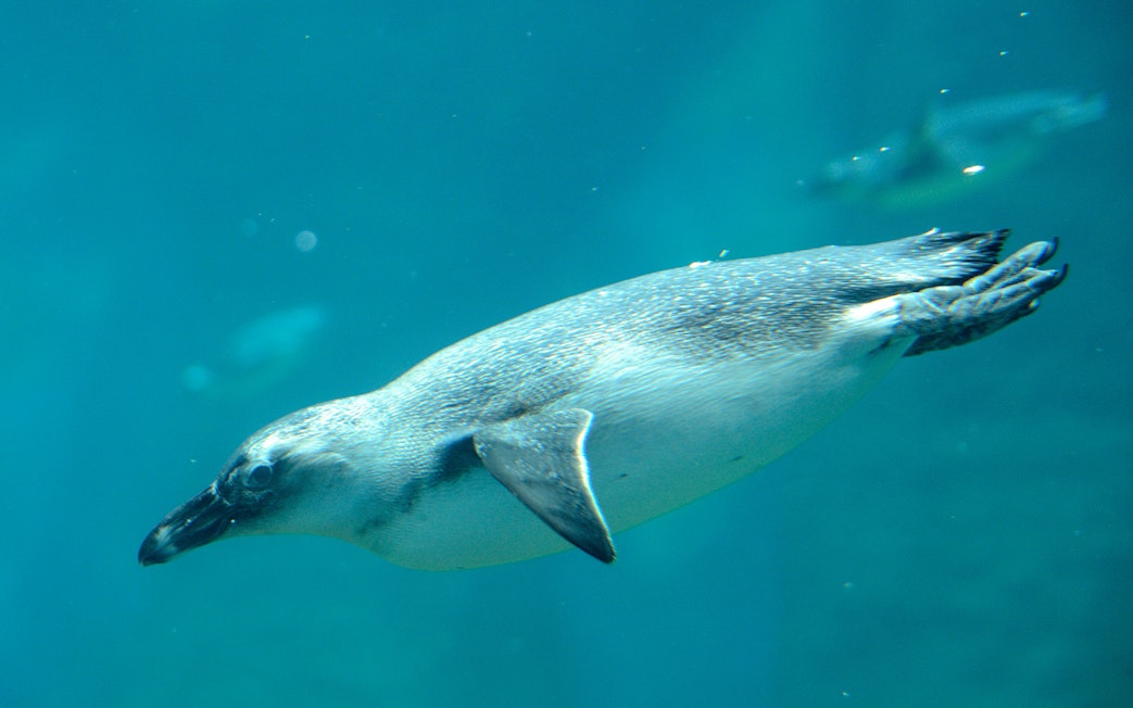 Penguin swimming underwater at Wroclaw Zoo.