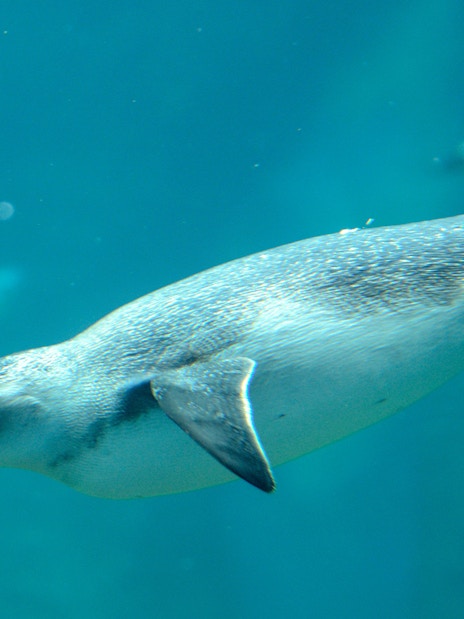 Penguin swimming underwater at Wroclaw Zoo.